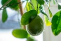 Green raw lime with leaves on a tree branch closeup . Concept of growing fresh citrus fruit Royalty Free Stock Photo