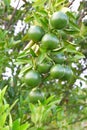 Green raw orange fruit growing on plant on blurry green leaf background. Royalty Free Stock Photo