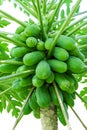 Green raw papaya fruit with leaves on tree isolated on white background. A lot of fresh green papaya with leaf on tree isolated Royalty Free Stock Photo