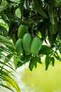 The green raw sour and sweet mangoes are one of the healthiest