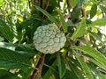 The green and raw sweetsop on the tree