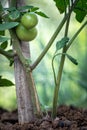 Green raw tomatoes on tomato plant branch. Growing tomatoes at backyard garden using animal manure.