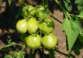 Green raw tomatoes on the tree Royalty Free Stock Photo