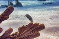 Green razorfish wrasse swimming above coral