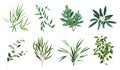 Green realistic herbs. Eucalyptus, fern plant, greenery foliage plants, botanical natural leaves herbs isolated vector