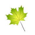 Green realistic maple leaf on white, stock vector illustration Royalty Free Stock Photo