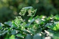 Green Recycle Symbol made of Glass Cubes on Green Field. Generative AI