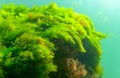 Green and red algae on underwater rocks (Enteromorpha, Ulva, Ceramium, Polisiphonia Royalty Free Stock Photo