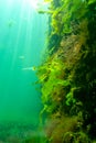 Green and red algae on underwater rocks (Enteromorpha, Ulva, Ceramium, Polisiphonia Royalty Free Stock Photo