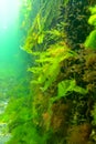 Green and red algae on underwater rocks (Enteromorpha, Ulva, Ceramium, Polisiphonia Royalty Free Stock Photo