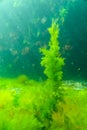 Green and red algae on underwater rocks (Enteromorpha, Ulva, Ceramium, Polisiphonia Royalty Free Stock Photo