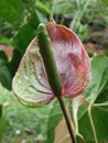 Green and Red Anthurium Boy Flower in Full Bloom Royalty Free Stock Photo