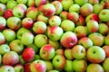 Green And Red Apples Royalty Free Stock Photo