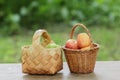 Green and red apples in a basket Royalty Free Stock Photo