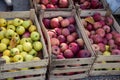 Green and red apples, freshly harvested from organic farm in country side, antioxidant food