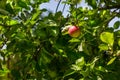 Green and red apples grow on apple tree branch with leaves under sunligh. Ripe apples on the tree on a sky background. Fresh and j Royalty Free Stock Photo