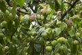 Green red apples growing on a branch on the tree, many fruits. Royalty Free Stock Photo