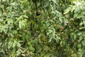 Green red apples growing on a branch on the tree, many fruits. Royalty Free Stock Photo