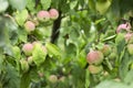 Green red apples growing on a branch on the tree, many fruits. Royalty Free Stock Photo