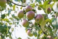 Green-red apples hang on a branch Royalty Free Stock Photo