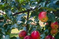 Green-red apples on a thick apple branch Royalty Free Stock Photo