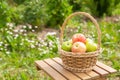 Green and red apples in wicker basket on wooden table Green grass in the garden Harvest time Royalty Free Stock Photo