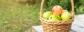 Green and red apples in wicker basket on wooden table Green grass in the garden Harvest time Horisontal banner Royalty Free Stock Photo