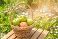 Green and red apples in wicker basket on wooden table Green grass in the garden Harvest time Sun flare Royalty Free Stock Photo