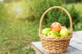 Green and red apples in wicker basket on wooden table Green grass in the garden Harvest time Sun flare Royalty Free Stock Photo