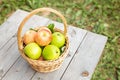 Green and red apples in wicker basket on wooden table Green grass in the garden Harvest time Royalty Free Stock Photo