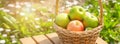 Green and red apples in wicker basket on wooden table Green grass in the garden Harvest time Horisontal banner Royalty Free Stock Photo