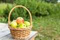 Green and red apples in wicker basket on wooden table Green grass in the garden Harvest time Royalty Free Stock Photo