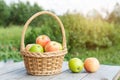 Green and red apples in wicker basket on wooden table Green grass in the garden Harvest time Sun flare Royalty Free Stock Photo