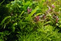 Green and red aquatic plants grow in bright LED light of freshwater ryoboku aquascape, lush moss vegetation Royalty Free Stock Photo