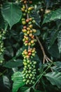 Green and Red Arabica coffee berries from coffee tree in the Akha village of Maejantai on the hill in Chiangmai, Thailand