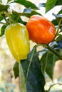 Green and red bell peppers on bush in the garden. Bulgarian or sweet peppers Royalty Free Stock Photo