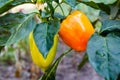 Green and red bell peppers on bush in the garden. Bulgarian or sweet peppers Royalty Free Stock Photo