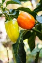 Green and red bell peppers on bush in the garden. Bulgarian or sweet peppers Royalty Free Stock Photo