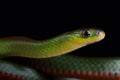 Green red-bellied snake Erythrolamprus jaegeri