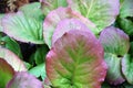 Green and red bergenia leaves close up for background Royalty Free Stock Photo
