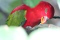 The Green And Red Bird With Sharp Eyes