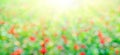 Green and red bokeh with sunshine. FIeld of grass with flowers, abstract nature background Royalty Free Stock Photo