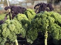 Green and red borecole or kale in garden Royalty Free Stock Photo