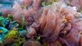Green, red and brown algae on the seabed (Ulva, Enteromorpha, Ceramium, Cladophora, Porphira Royalty Free Stock Photo