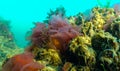 Green, red and brown algae on the seabed (Ulva, Enteromorpha, Ceramium, Cladophora, Porphira Royalty Free Stock Photo