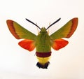 Green red butterfly isolated on white. Hawk moth Hemaris croatica macro close up, collection butterflies