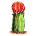 Green, red cactus species isolated, watercolor illustration on white Royalty Free Stock Photo