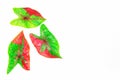 Green red caladium leaves isolated on white background