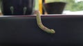 Green and red caterpillar crawling in the edge of a table up close. Royalty Free Stock Photo