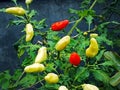 Green and red cayenne pepper Royalty Free Stock Photo